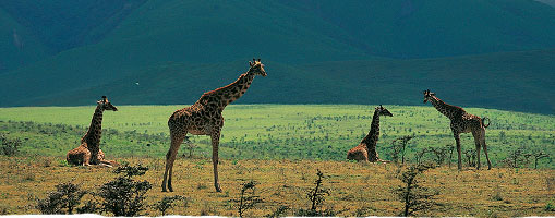 EN AFRIQUE